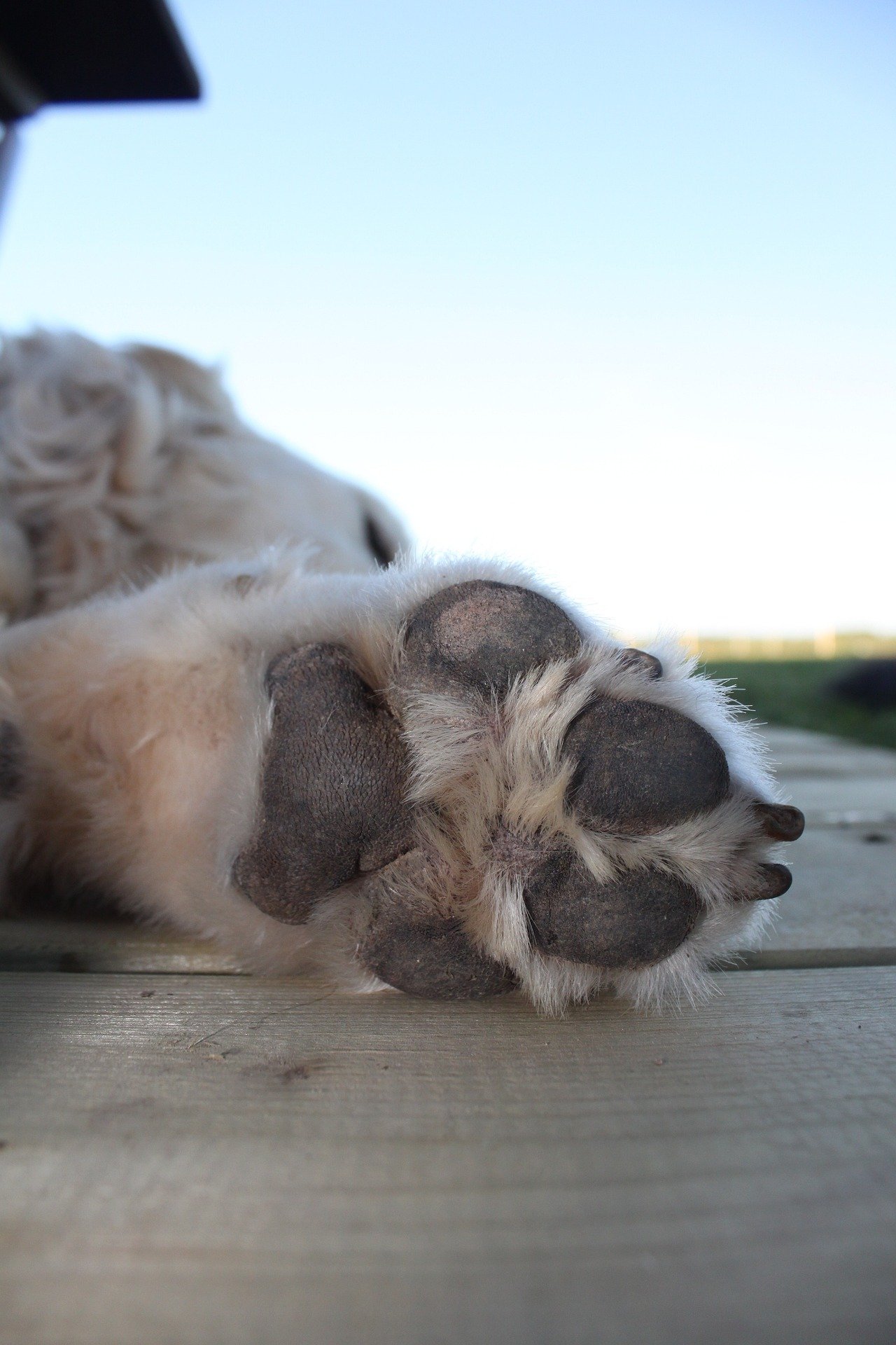 Close-up of Jason Christopher Norbeck's dog's paw.